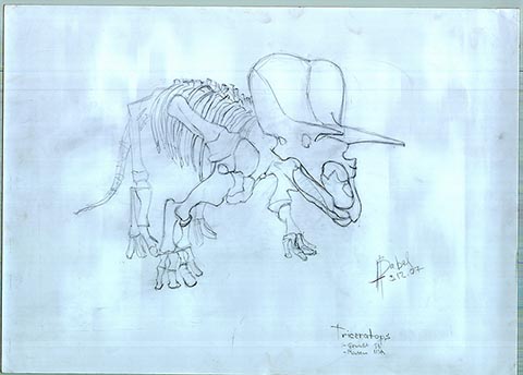 Triceratops (Triceratops). Alexander Babel, Bleistift, 12.2007, 62x43 cm. Hochschule in Frankfurt am Main.